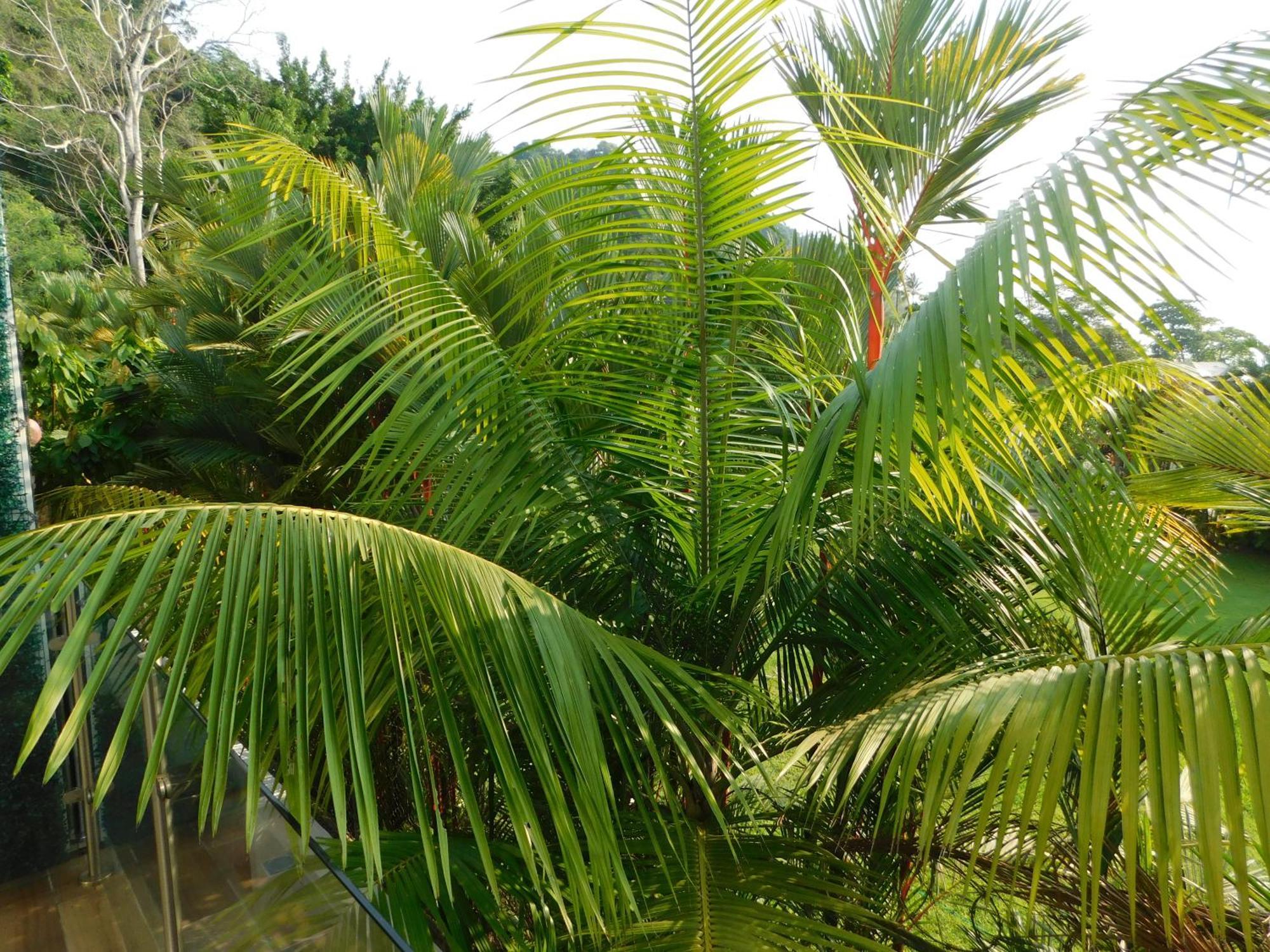 Sunset 205, Sleeps Six, Next Door To The Pool, 100M To The Beach! Jacó Eksteriør bilde